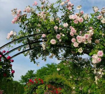 ساخت داربست برای گل ها؛ مزایا و نحوه استفاده