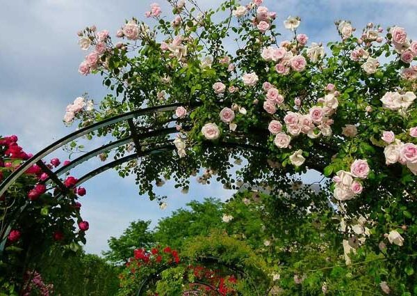 ساخت داربست برای گل ها؛ مزایا و نحوه استفاده